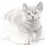 Bleistift Skizze Katze