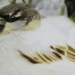 spatz06_a_detail